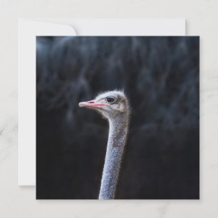 ostrich portrait feiertagskarte