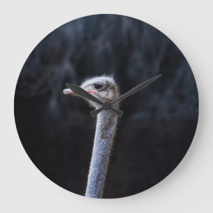 ostrich portrait    große wanduhr