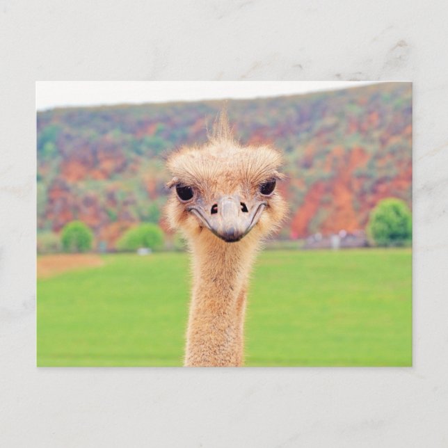 Ostrich-Portrait Postkarte (Vorderseite)