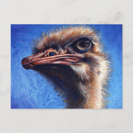 Ostrich Post Card Postkarte