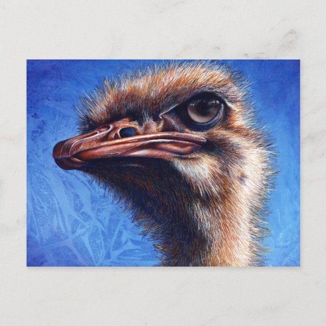 Ostrich Post Card Postkarte (Vorderseite)