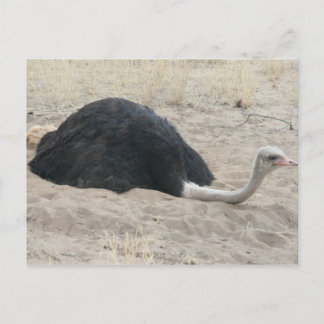 Ostrich Postcard Postkarte