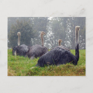 Ostrich Postcard Postkarte