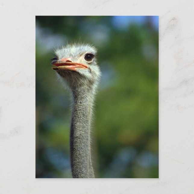 Ostrich Postcard Postkarte (Vorderseite)