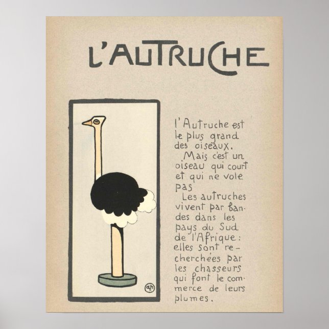 Ostrich Poster (Vorne)