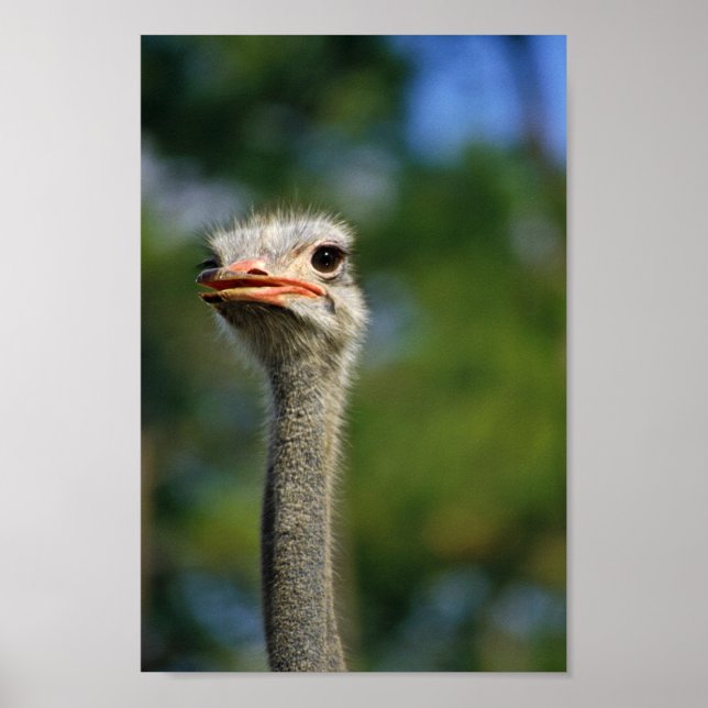 Ostrich Poster (Vorne)