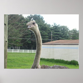 Ostrich Poster