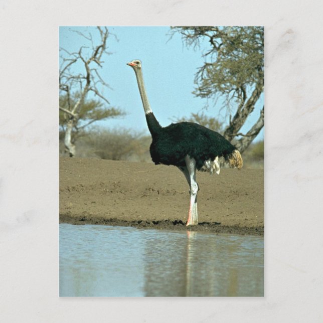 Ostrich Postkarte (Vorderseite)