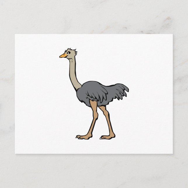 Ostrich Postkarte (Vorderseite)