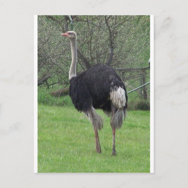 Ostrich Postkarte (Vorderseite)