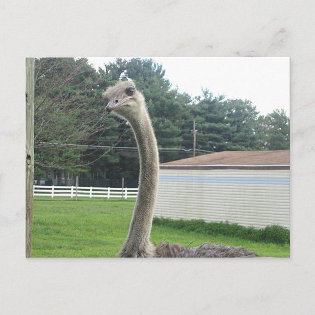 Ostrich Postkarte (Vorderseite)