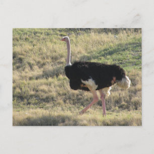 Ostrich Postkarte