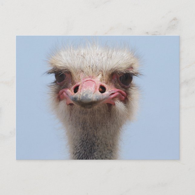 Ostrich Postkarte (Vorderseite)