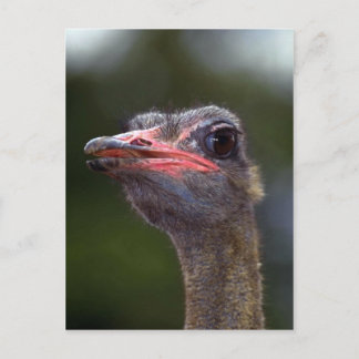 Ostrich Postkarte