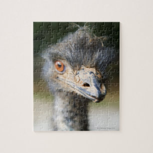Ostrich Puzzle