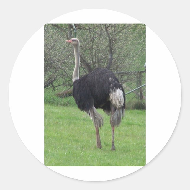 Ostrich Runder Aufkleber (Vorderseite)