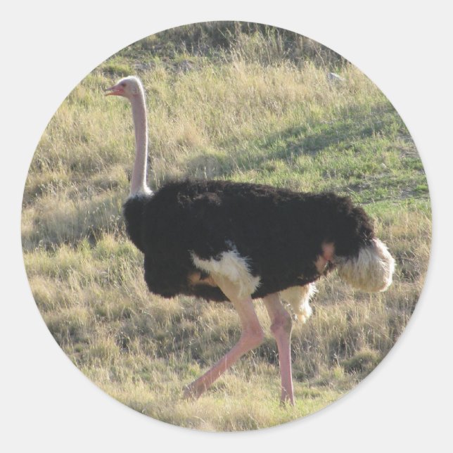 Ostrich Runder Aufkleber (Vorderseite)