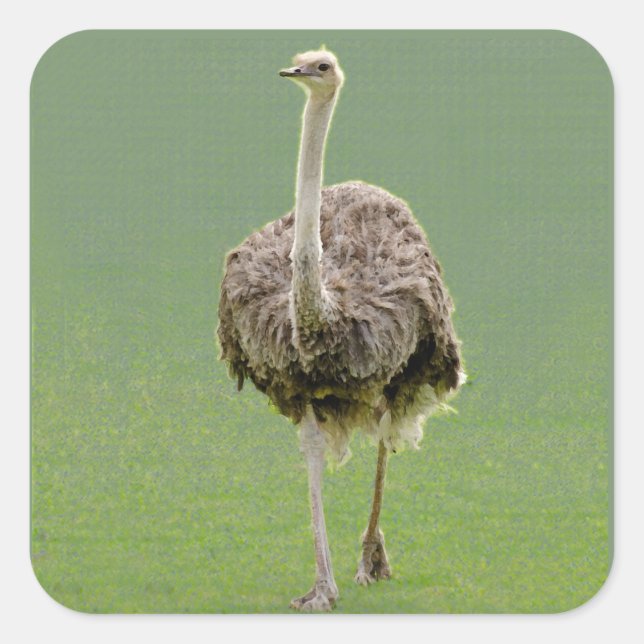 Ostrich Sticker (Vorderseite)