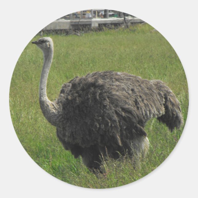 Ostrich Sticker (Vorderseite)