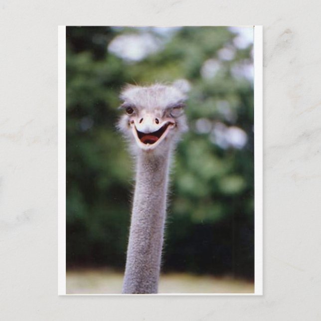 Ostrich Winking - Funny Postkarte (Vorderseite)
