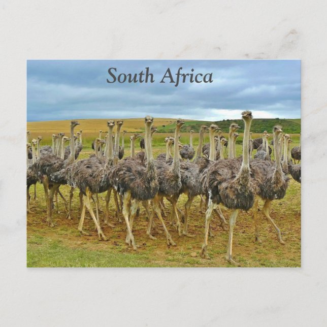 Ostriches Südafrika Postkarte (Vorderseite)