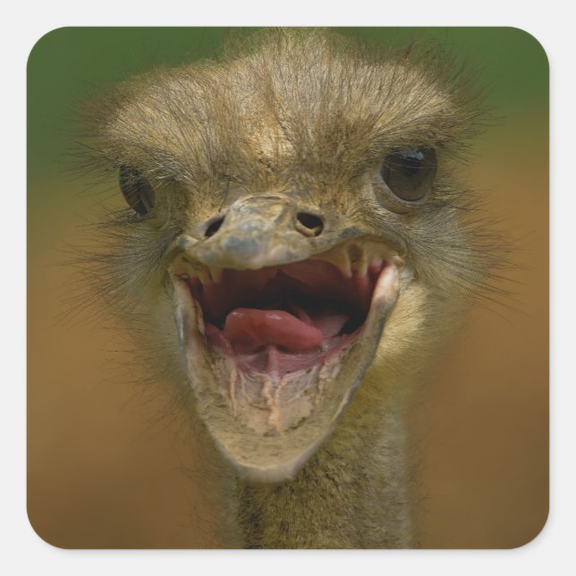 Ostrich's Embrace Quadratischer Aufkleber (Vorderseite)