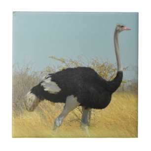 Ostrige für einen Run Fliese