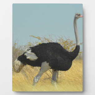 Ostrige für einen Run Fotoplatte