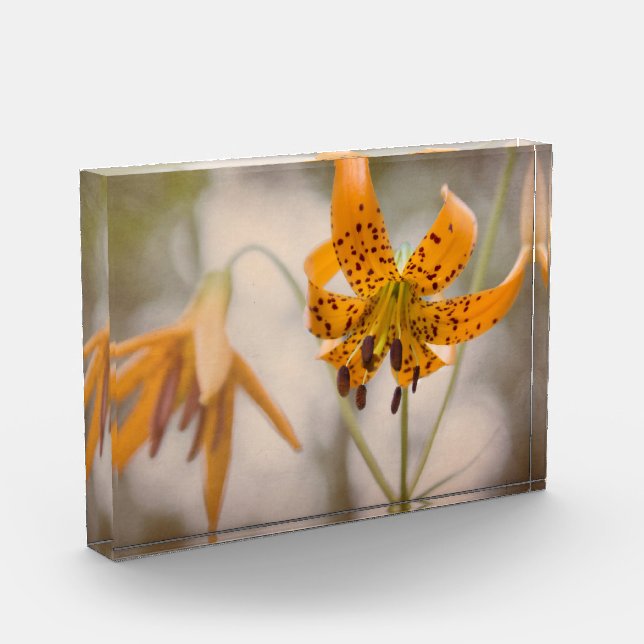 Ostsierra Tiger-Lilien-Wildblume-Foto-Block Fotoblock (Links)