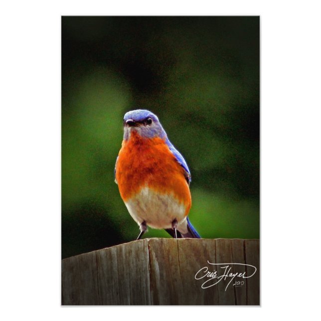 Ostwanderblauvogel-Wanddekoration Foto (Vorne)