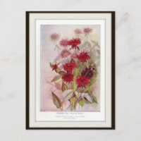 Oswego-Tea Botanische Wildblume Blume Postkarte