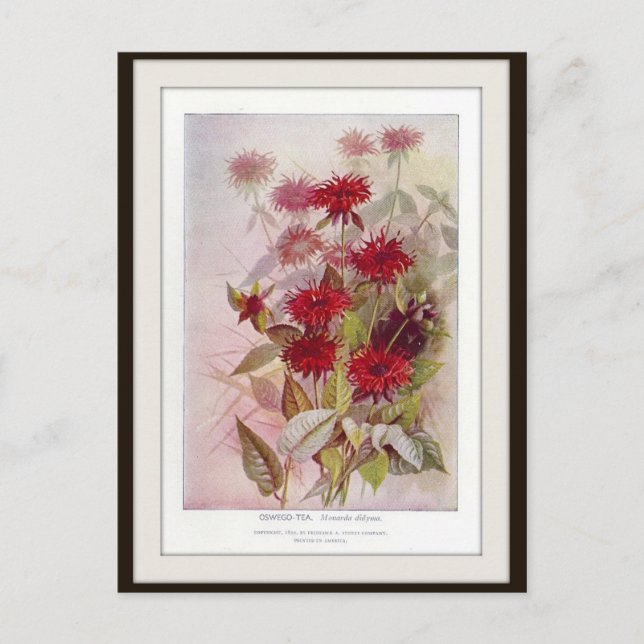 Oswego-Tea Botanische Wildblume Blume Postkarte (Vorderseite)