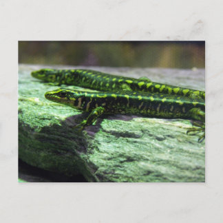 Otago Skink Postkarte