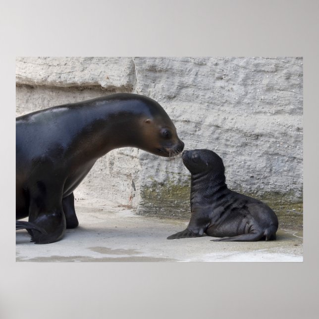 Otaria flavescens poster (Vorne)