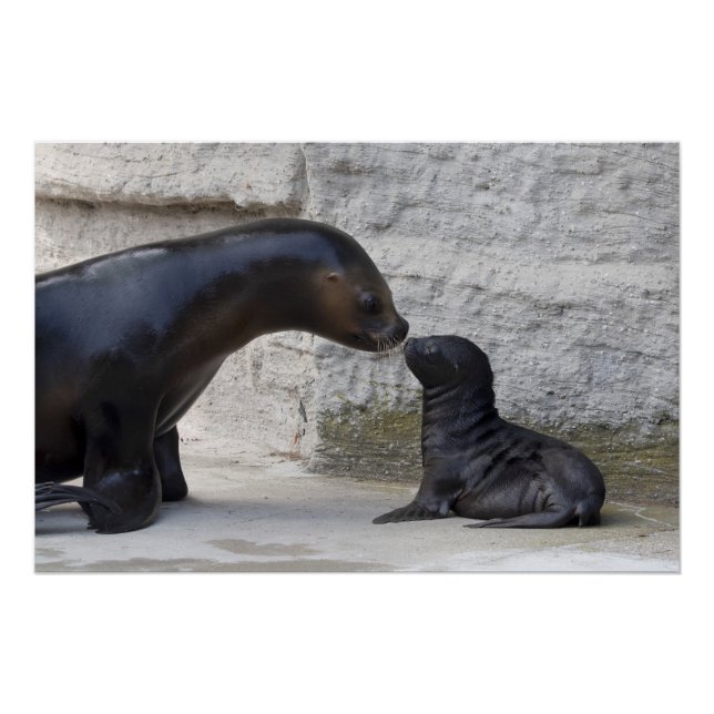 Otaria flavescens poster (Vorderseite)