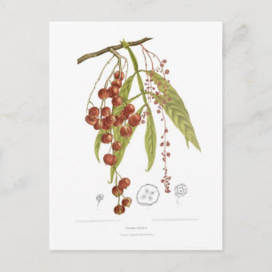 Otorpha alata postkarte