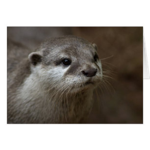Otter