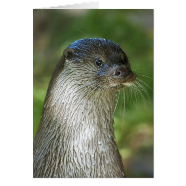 Otter (Vorne)