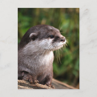 Otter-342 Postkarte