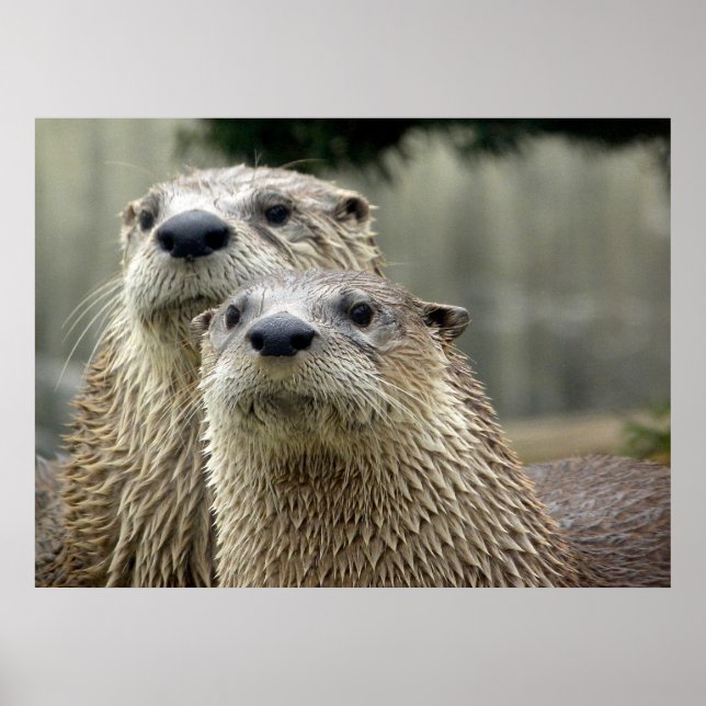 Otter Absurdity Poster (Vorne)