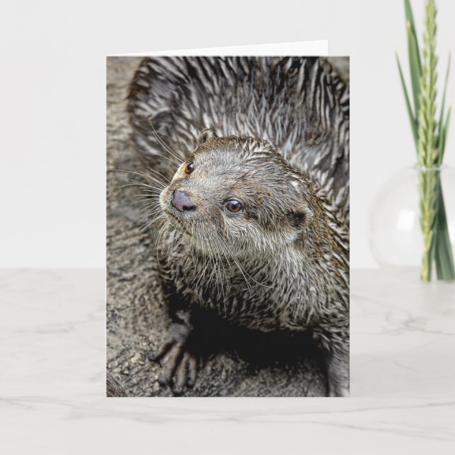 Otter Asian Greeting Card Karte (Vorderseite)