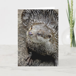 Otter Asian Greeting Card Karte