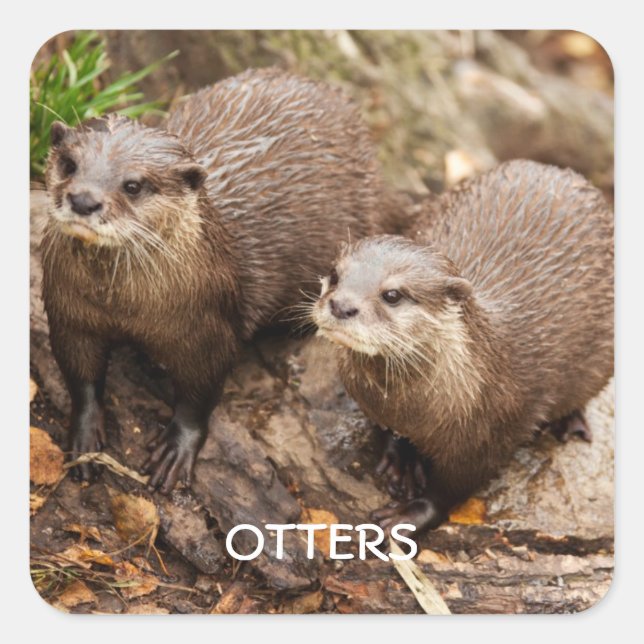 Otter-Aufkleber Quadratischer Aufkleber (Vorderseite)