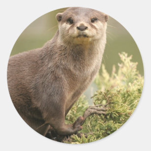 Otter-Aufkleber Runder Aufkleber