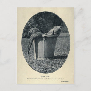 Otter Cubs Postkarte