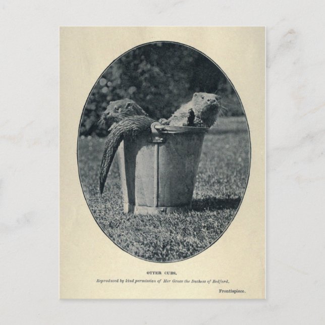 Otter Cubs Postkarte (Vorderseite)