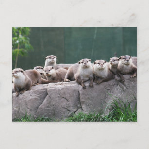 Otter-Familie Postkarte