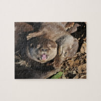 Otter-Foto