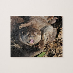 Otter-Foto Puzzle