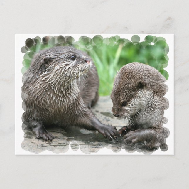 Otter Habitat-Postkarten Postkarte (Vorderseite)